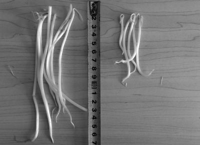 “黑作坊”制售的豆芽（左）和超市銷售的豆芽（右）長(zhǎng)度形成鮮明對(duì)比。