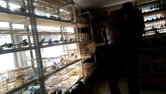 哈爾濱市雙城區(qū)集市上，一家沒有招牌的平房里擺滿了各種野鳥等待出售。