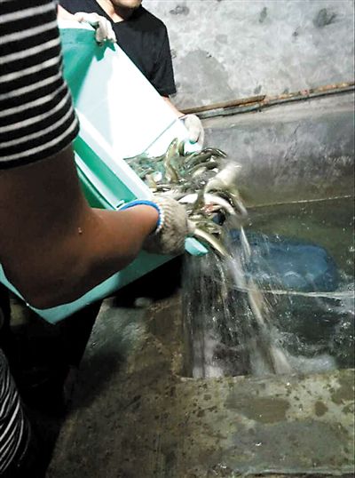 主人將撈上來(lái)的魚(yú)放進(jìn)魚(yú)池。