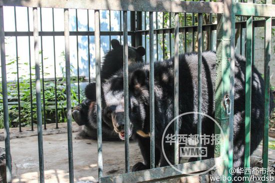 男子800元買(mǎi)寵物狗誤購(gòu)黑熊 每月飼料上千元 男子800元買(mǎi)寵物狗誤購(gòu)黑熊 每月飼料上千元