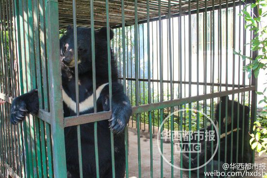 男子800元買(mǎi)寵物狗誤購(gòu)黑熊 每月飼料上千元 男子800元買(mǎi)寵物狗誤購(gòu)黑熊 每月飼料上千元