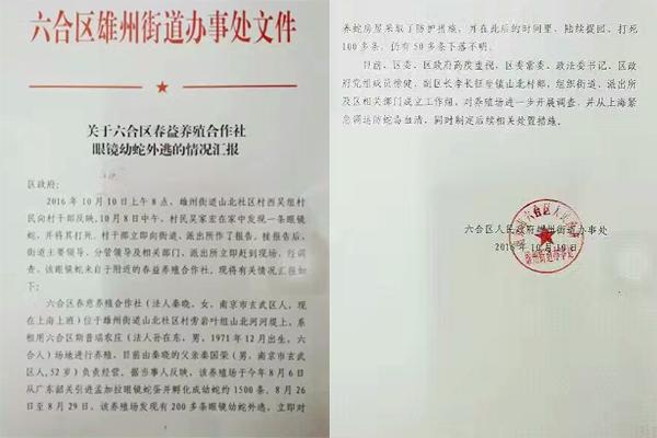 交匯點10月10日消息， 10日晚上，一則消息在南京人的朋友圈和微信群里瘋傳，網(wǎng)傳消息稱：六合雄州街道山北村一個農(nóng)莊私自養(yǎng)眼鏡蛇，幾天前突然跑出來了，估計二三百條。交匯點記者向六合區(qū)委宣傳部相關(guān)人士求證，證實了此事確實發(fā)生。