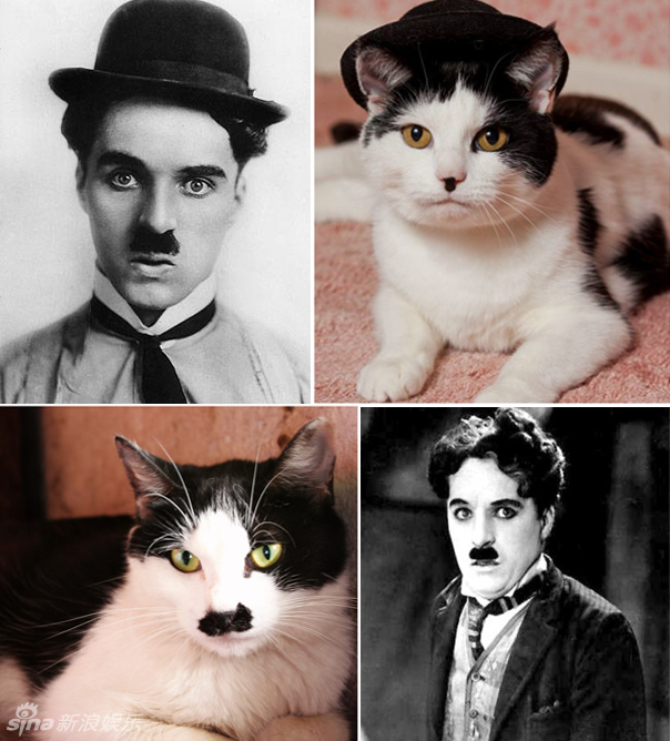 不小心就撞臉了！盤點(diǎn)動(dòng)物界的明星相