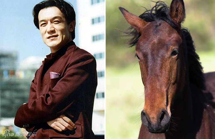 不小心就撞臉了！盤點(diǎn)動(dòng)物界的明星相