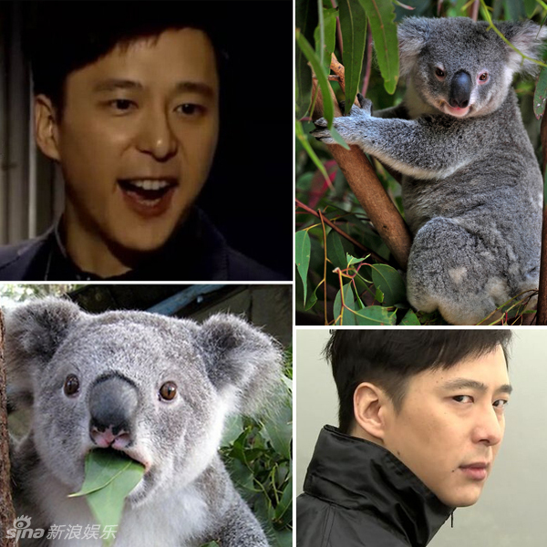 不小心就撞臉了！盤點(diǎn)動(dòng)物界的明星相