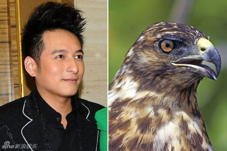 不小心就撞臉了！盤點(diǎn)動(dòng)物界的明星相