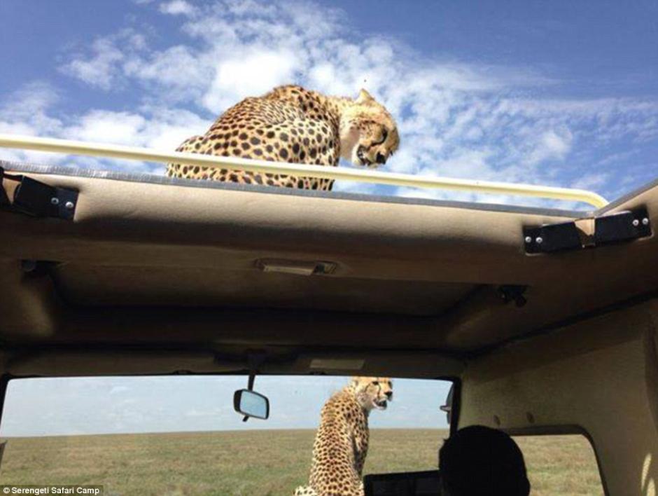 四目相對(duì)驚心動(dòng)魄 獵豹車(chē)頂天窗伸頭凝視旅客