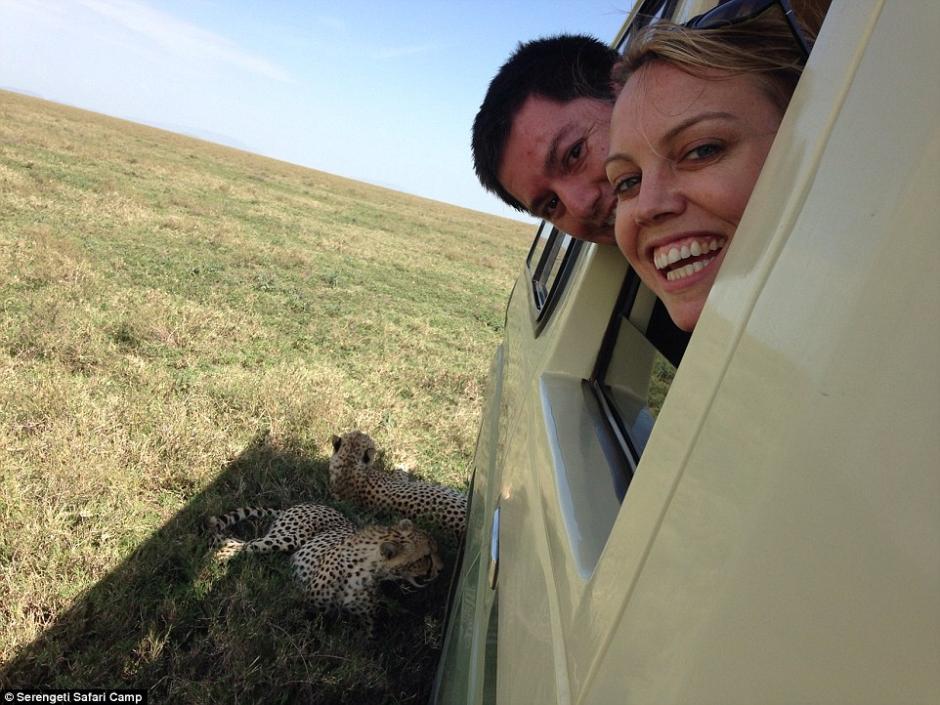 四目相對(duì)驚心動(dòng)魄 獵豹車(chē)頂天窗伸頭凝視旅客