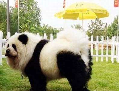 意大利馬戲團(tuán)將松獅犬染成熊貓賺錢(qián) 意大利馬戲團(tuán)將松獅犬染成熊貓賺錢(qián)