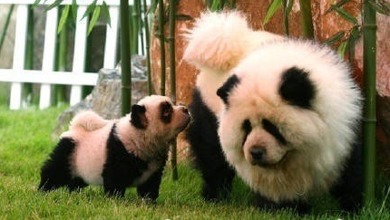 意大利馬戲團(tuán)將松獅犬染成熊貓賺錢(qián) 意大利馬戲團(tuán)將松獅犬染成熊貓賺錢(qián)