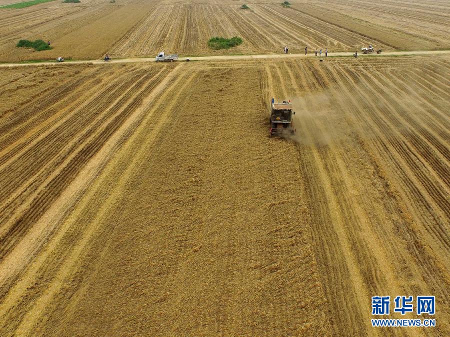 這是5月28日在河南省南陽市唐河縣甘河灣村航拍的麥收現(xiàn)場。