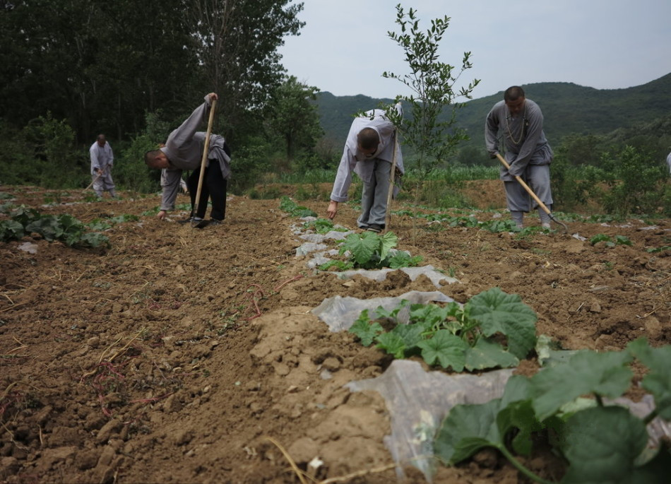 少林寺耕種的120多畝小麥?zhǔn)炝?，武僧們走進(jìn)田間，收獲黃燦燦的果實。