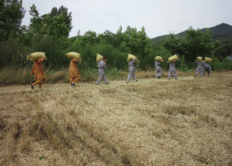 武僧在田間肩扛糧食。