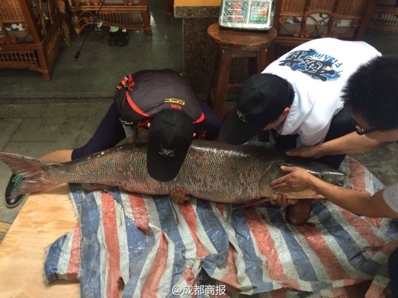 圖為父子倆翻動(dòng)大魚(yú)。