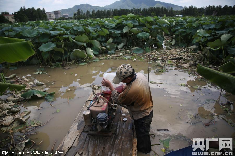 挖藕人日工作8小時(shí) 月入過(guò)萬(wàn)