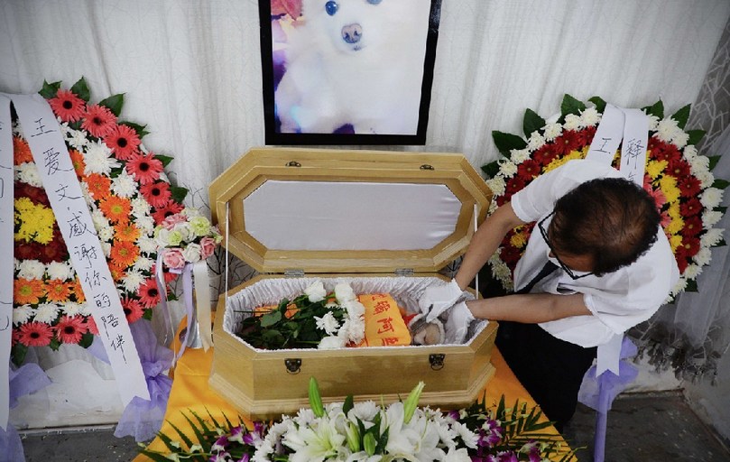 一名工作人員給狗狗整理儀容。