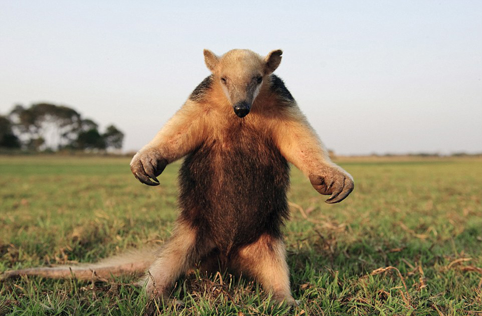腿站立并不斷拍打胸脯向吉普車發(fā)出警告的食蟻獸。