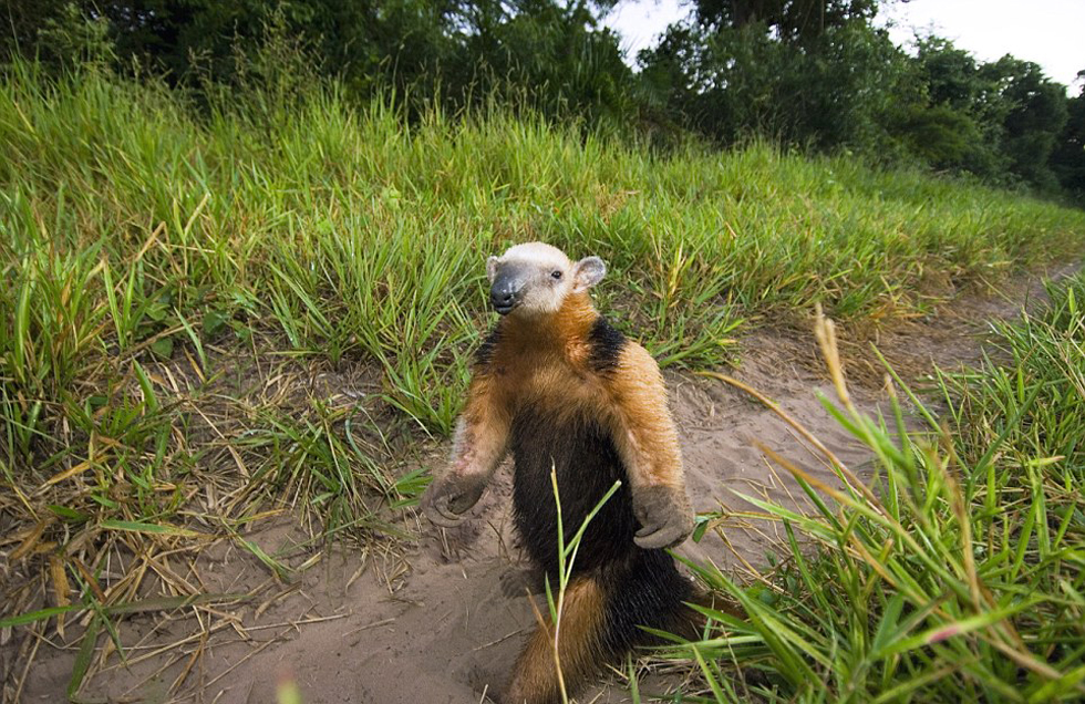 這頭食蟻獸站起來是想在車前顯得自己更高大一點。（網(wǎng)頁截圖）