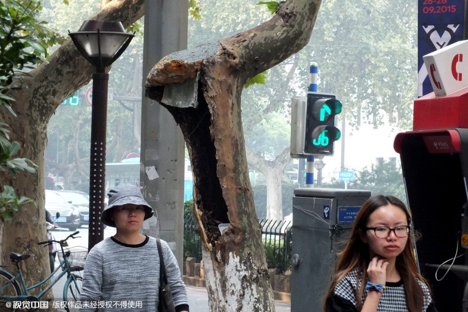 南京千株梧桐樹淪為“垃圾箱” 南京千株梧桐樹淪為“垃圾箱”