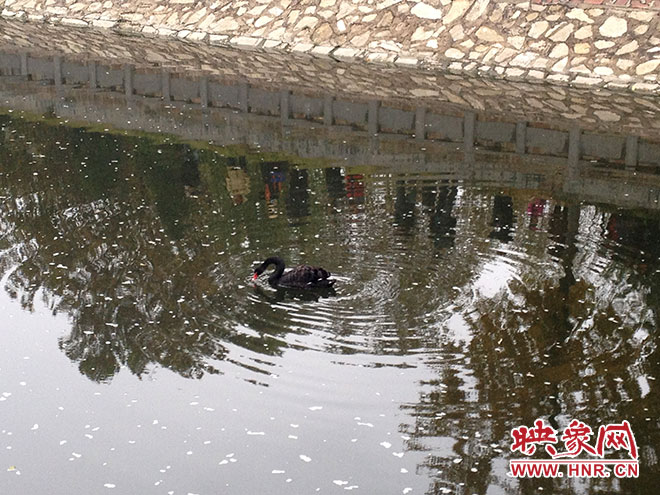 受傷的黑天鵝迫降鄭州金水河。