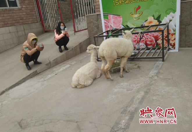 網(wǎng)絡(luò)神獸現(xiàn)身中原路 網(wǎng)絡(luò)神獸現(xiàn)身中原路