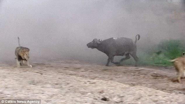 然后在獅群還在打架時悄悄地溜走了，留下一個瀟灑的背影。