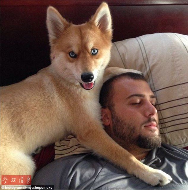 狐貍還是狗？藍眼睛萌寵走紅網(wǎng)絡