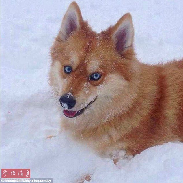 狐貍還是狗？藍眼睛萌寵走紅網(wǎng)絡