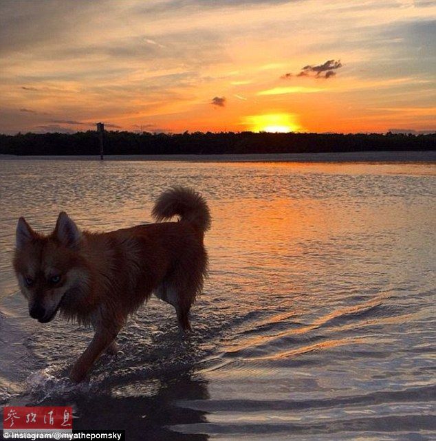 狐貍還是狗？藍眼睛萌寵走紅網(wǎng)絡