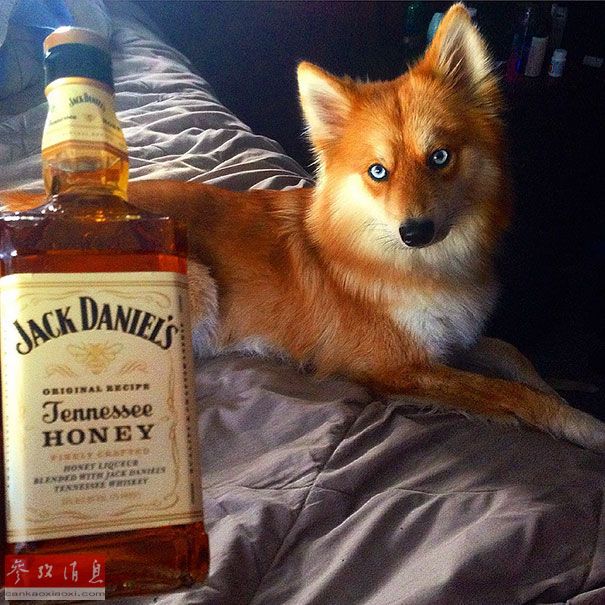 狐貍還是狗？藍眼睛萌寵走紅網(wǎng)絡