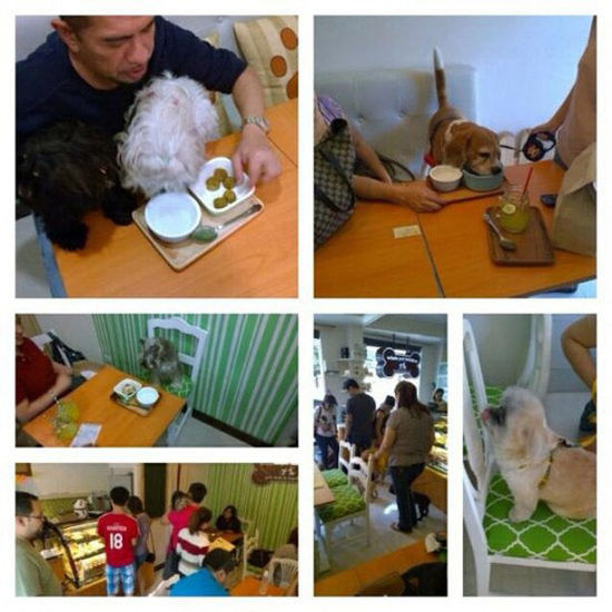 菲律賓另類咖啡館為寵物狗設(shè)菜單 鼓勵(lì)人狗同桌進(jìn)餐(圖) 菲律賓另類咖啡館為寵物狗設(shè)菜單 鼓勵(lì)人狗同桌進(jìn)餐(圖)