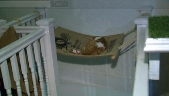 圖為加拿大首家貓咪咖啡館。