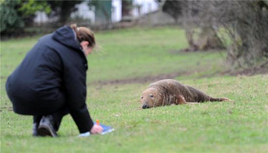 蘇格蘭一海豹爬上岸后迷路 遇好心人施援手救助 蘇格蘭一海豹爬上岸后迷路 遇好心人施援手救助