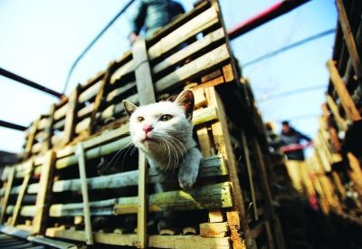 貨車上被販運(yùn)的貓。 記者陳亮 攝