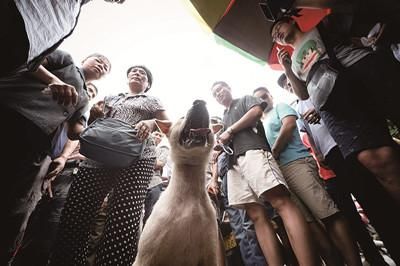 一只狗被動(dòng)保人士與狗販子圍在中間，等待兩方的討價(jià)還價(jià)后決定去向