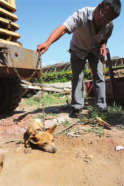 西夏區(qū)農(nóng)牧局工作人員在仔細(xì)觀察該動物。 西夏區(qū)農(nóng)牧局工作人員在仔細(xì)觀察該動物。