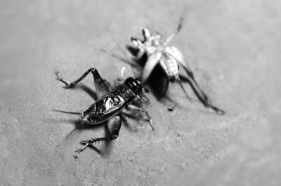 蟋蟀市場(chǎng)出現(xiàn)高價(jià)蛐蛐 一只賣(mài)3萬(wàn)(圖)