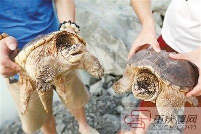 楊先生買來的鱷龜有很強的攻擊性。見習(xí)記者 雷鍵 攝 楊先生買來的鱷龜有很強的攻擊性。見習(xí)記者 雷鍵 攝