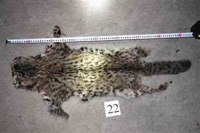 村民獵殺松鼠豹貓被刑拘 警方繳獲風(fēng)干毛皮22張 村民獵殺松鼠豹貓被刑拘 警方繳獲風(fēng)干毛皮22張