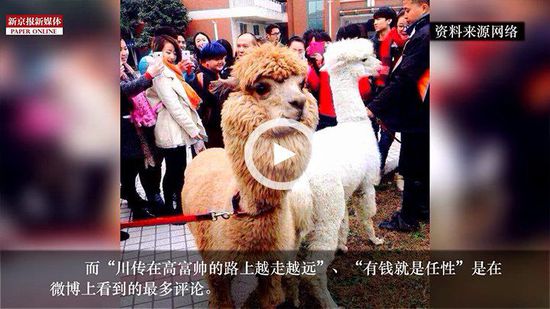 四川某高校請(qǐng)羊駝助陣馬術(shù)專(zhuān)業(yè) 網(wǎng)友稱有錢(qián)任性