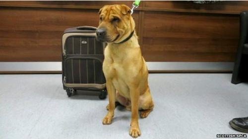 蘇格蘭動(dòng)物權(quán)益慈善組織已經(jīng)通過芯片查出這只小狗的名字叫凱。