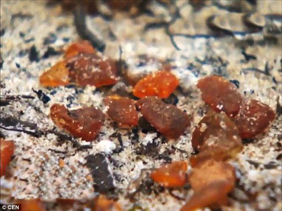 波羅的海的一場(chǎng)暴風(fēng)雨將琥珀卷到了岸上，這里包攬了全球90%的琥珀產(chǎn)量。