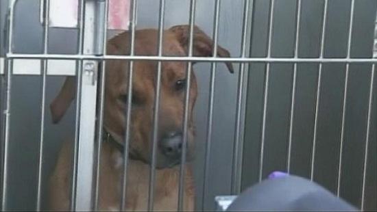 圖為當時襲擊艾琳的兩只惡犬其中之一。