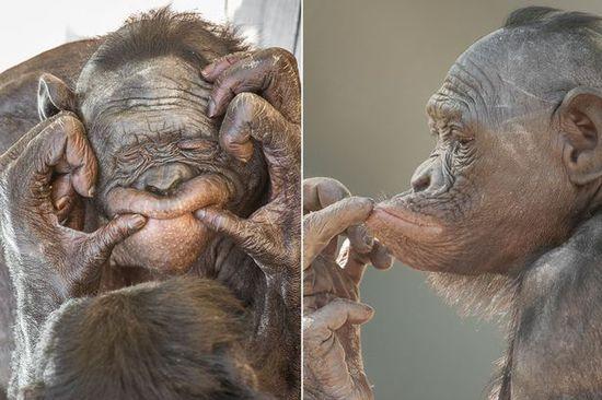 黑猩猩擺各種姿勢拍照。