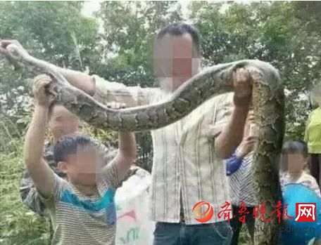 膽真大！男子抓野生大蟒燉湯 蟒蛇屬?lài)?guó)家一級(jí)保護(hù)動(dòng)物(圖)