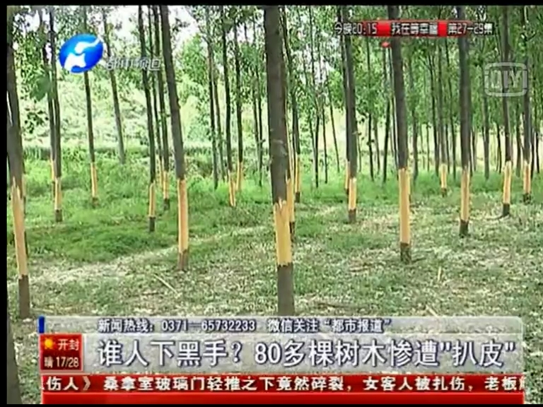 80多棵樹(shù)被“扒皮” 誰(shuí)痛下黑手？