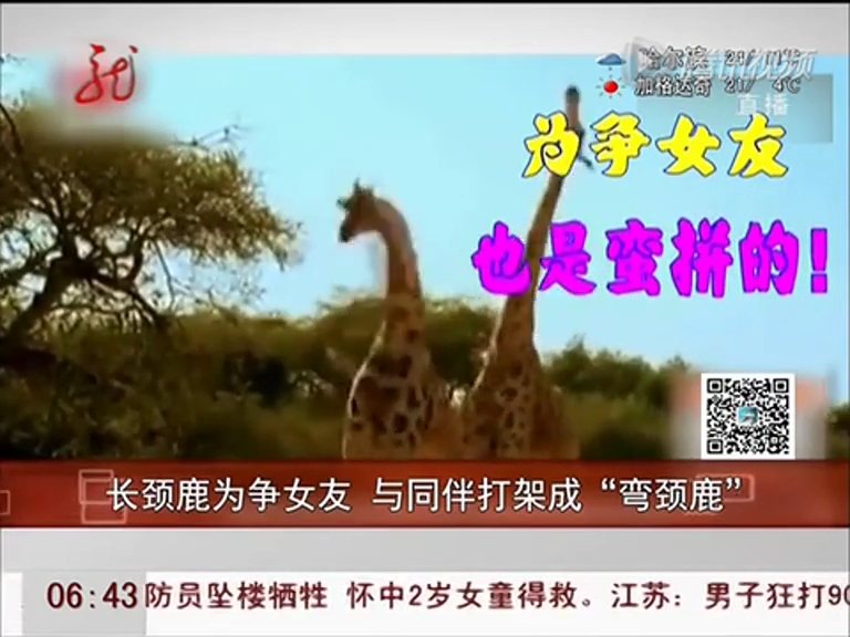 長頸鹿為爭(zhēng)女友 與同伴打架成“彎頸鹿”
