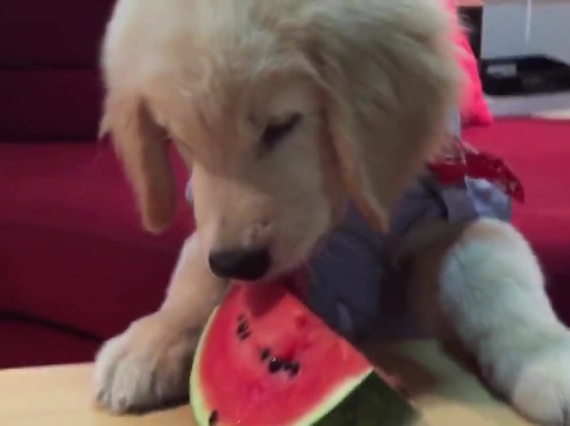 超萌金毛啃西瓜！夏天來了汪星人也要消暑啊！