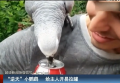“逆天”小鸚鵡 會(huì)開(kāi)易拉罐