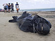 海洋環(huán)境惡化？巴西30鯨魚(yú)擱淺